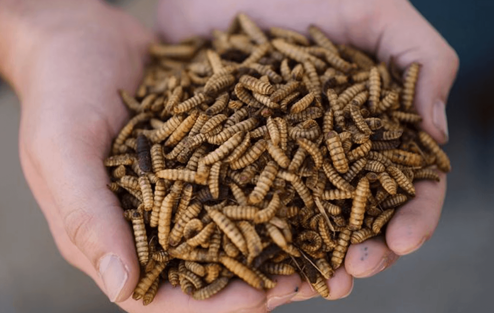 Black Soldier Fly Larvae